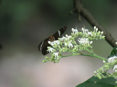 Capila