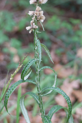 Pterocaulon virgatum
