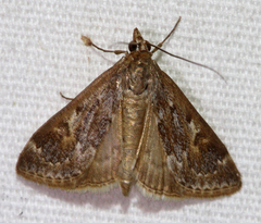 Loxostege allectalis