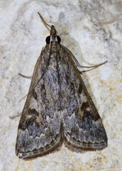 Loxostege allectalis