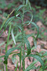 Pterocaulon virgatum