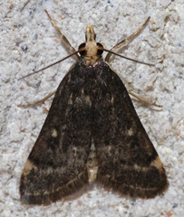 Loxostegopsis merrickalis