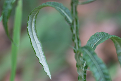 Pterocaulon virgatum