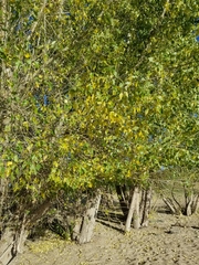 Populus × acuminata