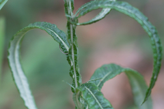 Pterocaulon virgatum