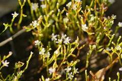 Stylidium despectum
