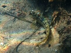 Hypsoblennius gentilis