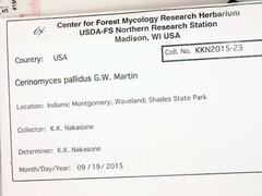 Cerinomyces pallidus