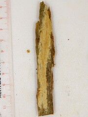 Cerinomyces pallidus