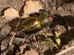 Lamprima aurata