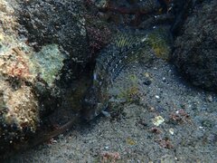 Hypsoblennius gentilis