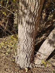 Populus × acuminata