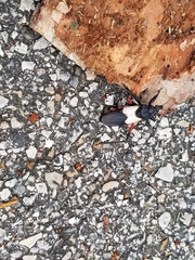 Microtomus purcis