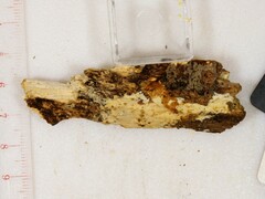 Phanerochaete sordida