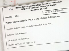 Phanerochaete sordida