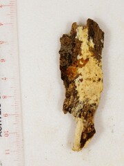 Phanerochaete sordida