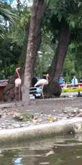 Phoenicopterus chilensis
