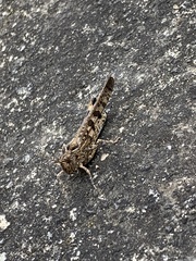 Oedipodinae