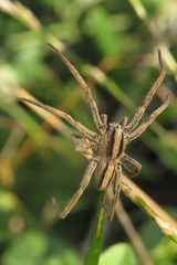 Centroctenus brevipes