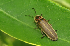Photinus signaticollis