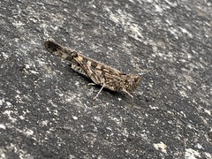 Oedipodinae