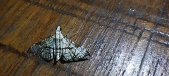 Margaroniini