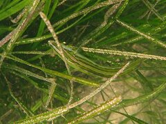 Heterostichus rostratus