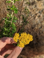 Ozothamnus obcordatus