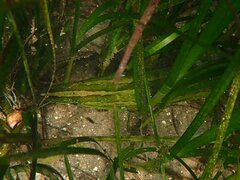 Heterostichus rostratus