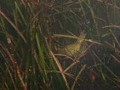 Heterostichus rostratus