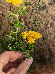 Ozothamnus obcordatus