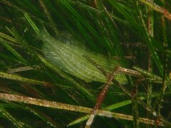 Heterostichus rostratus