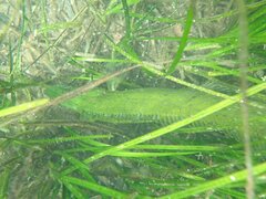 Heterostichus rostratus