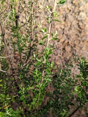Ozothamnus obcordatus