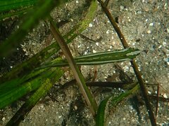 Heterostichus rostratus