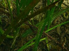 Heterostichus rostratus