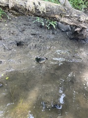 Nerodia sipedon pleuralis