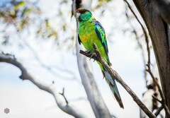 Barnardius zonarius barnardi