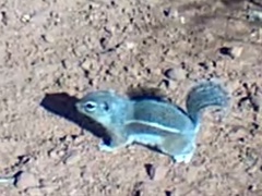 Ammospermophilus harrisii