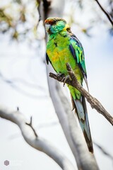 Barnardius zonarius barnardi