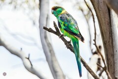 Barnardius zonarius barnardi