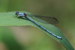 Argia medullaris