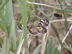 Phyciodes picta