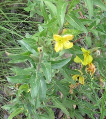 Oenothera elata hirsutissima