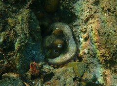 Octopus bimaculoides
