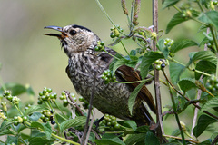 Sericulus chrysocephalus