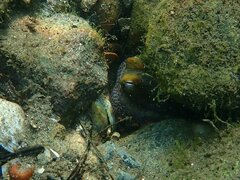 Octopus bimaculoides