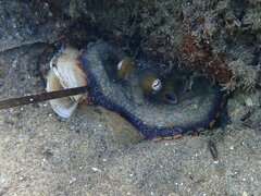 Octopus bimaculoides