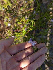 Prostanthera saxicola
