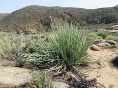 Euphorbia dregeana